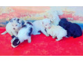 fluffy-house-dogs-for-sale-small-0