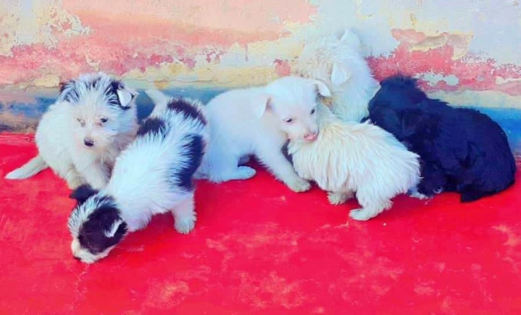 fluffy-house-dogs-for-sale-big-0